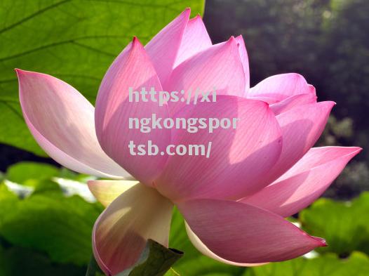 阿尔勒球队获胜连连,前途一片光明 阿尔勒球队获胜连连,前途一片光明